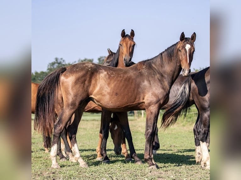 Cheval de sport allemand Étalon 2 Ans 165 cm Bai brun in Kraiburg am Inn