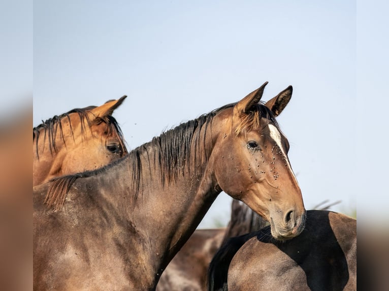 Cheval de sport allemand Étalon 2 Ans 165 cm Bai brun in Kraiburg am Inn