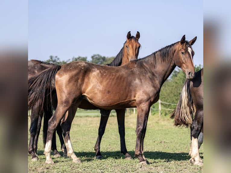 Cheval de sport allemand Étalon 2 Ans 165 cm Bai brun in Kraiburg am Inn