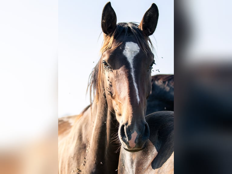 Cheval de sport allemand Étalon 2 Ans 165 cm Bai brun in Kraiburg am Inn