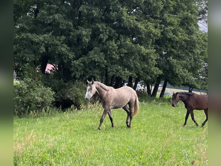 Cheval de sport allemand Étalon 2 Ans 165 cm Gris in L&#xF6;wenberger Land