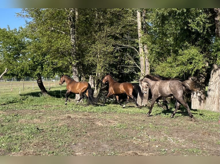Cheval de sport allemand Étalon 2 Ans 165 cm Gris in Löwenberger Land