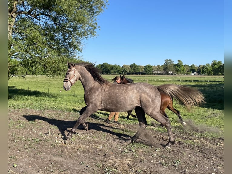 Cheval de sport allemand Étalon 2 Ans 165 cm Gris in Löwenberger Land