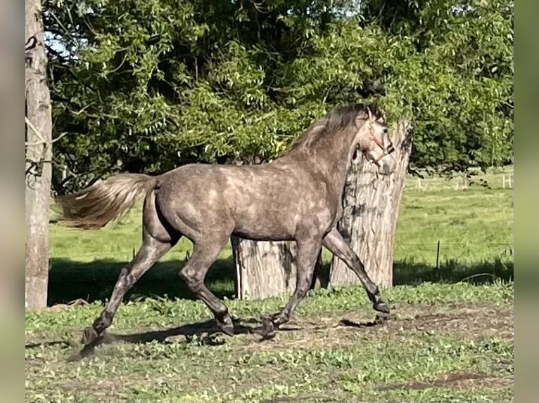 Cheval de sport allemand Étalon 2 Ans 165 cm Gris in Löwenberger Land