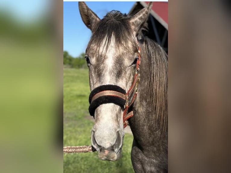 Cheval de sport allemand Étalon 2 Ans 165 cm Gris in Löwenberger Land