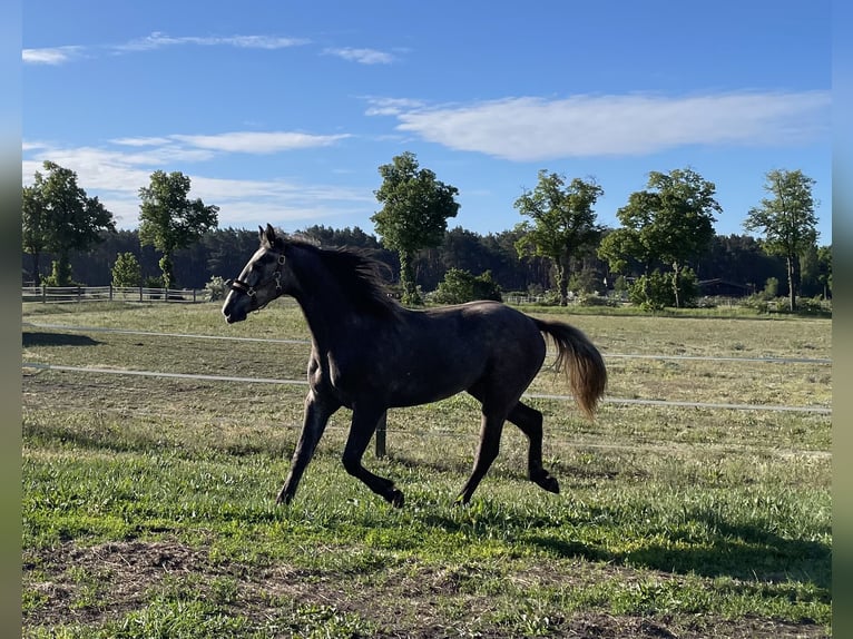 Cheval de sport allemand Étalon 2 Ans 165 cm Gris in Löwenberger Land