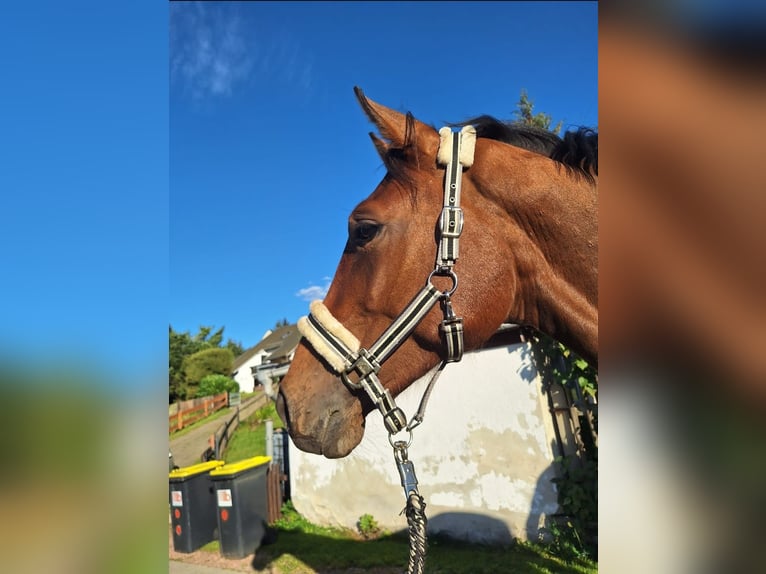Cheval de sport allemand Étalon 2 Ans 166 cm Bai in Hainichen