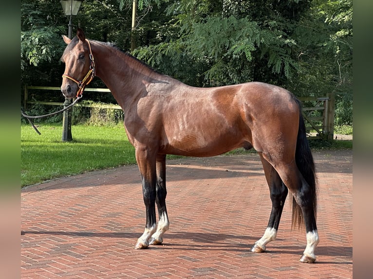 Cheval de sport allemand Étalon 2 Ans 166 cm Bai in Löningen