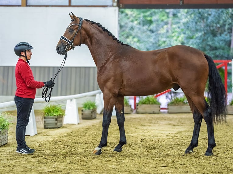 Cheval de sport allemand Étalon 2 Ans 166 cm Bai in Mnster-Handorf
