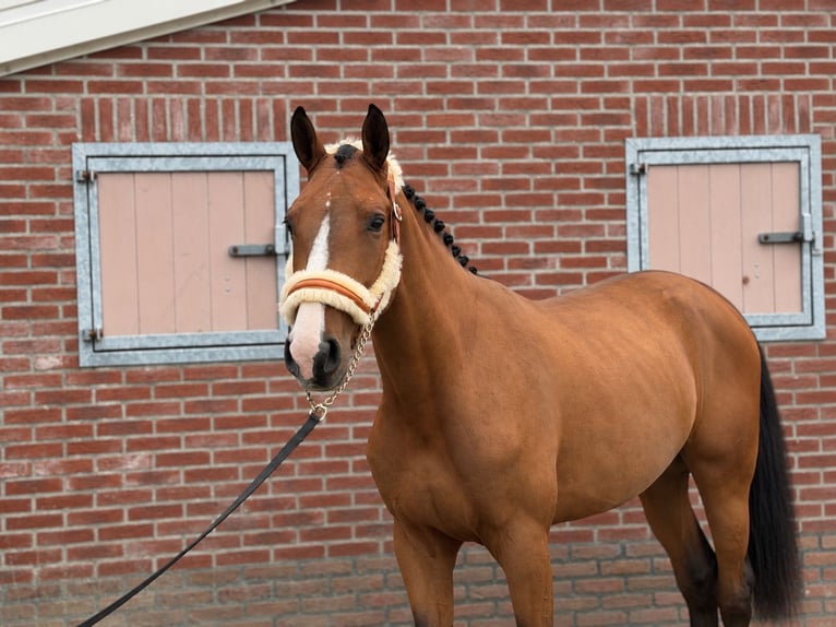Cheval de sport allemand Étalon 2 Ans 167 cm Bai in Weert