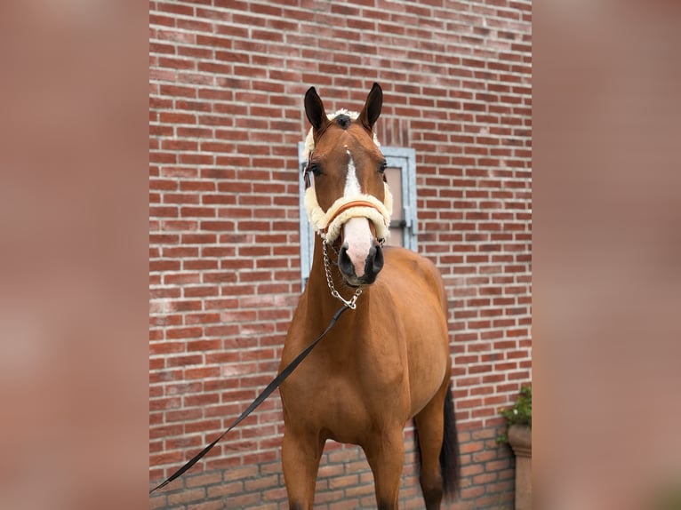 Cheval de sport allemand Étalon 2 Ans 167 cm Bai in Weert