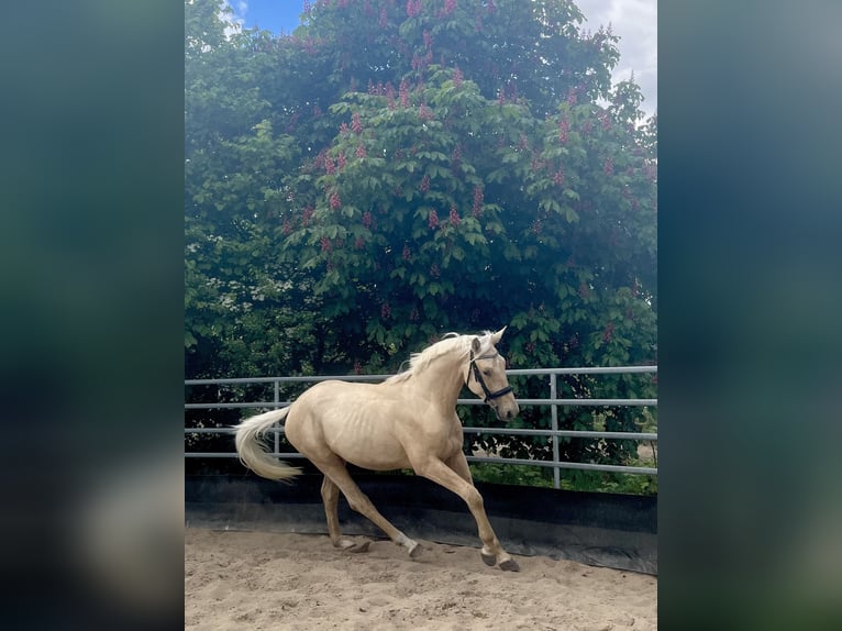 Cheval de sport allemand Étalon 2 Ans 167 cm Palomino in Kleinneudorf