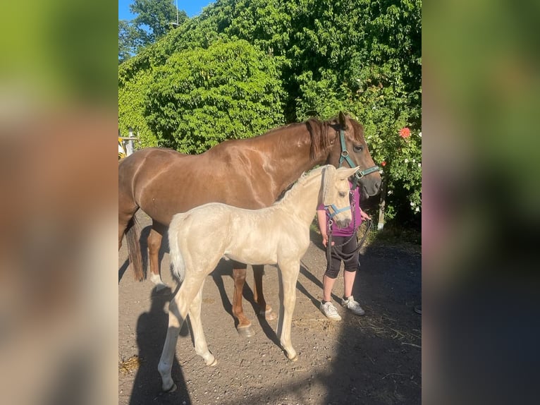 Cheval de sport allemand Étalon 2 Ans 167 cm Palomino in Kleinneudorf