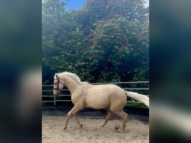 Cheval de sport allemand Étalon 2 Ans 167 cm Palomino in Kleinneudorf