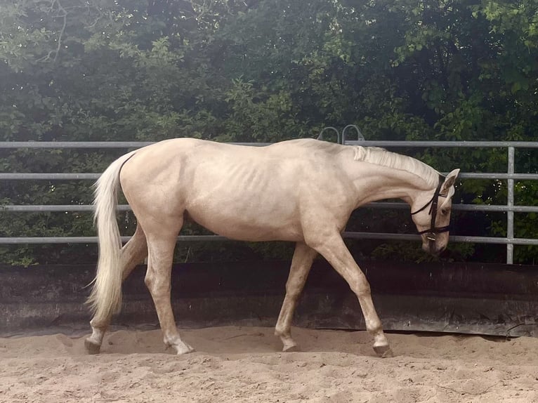 Cheval de sport allemand Étalon 2 Ans 167 cm Palomino in Kleinneudorf