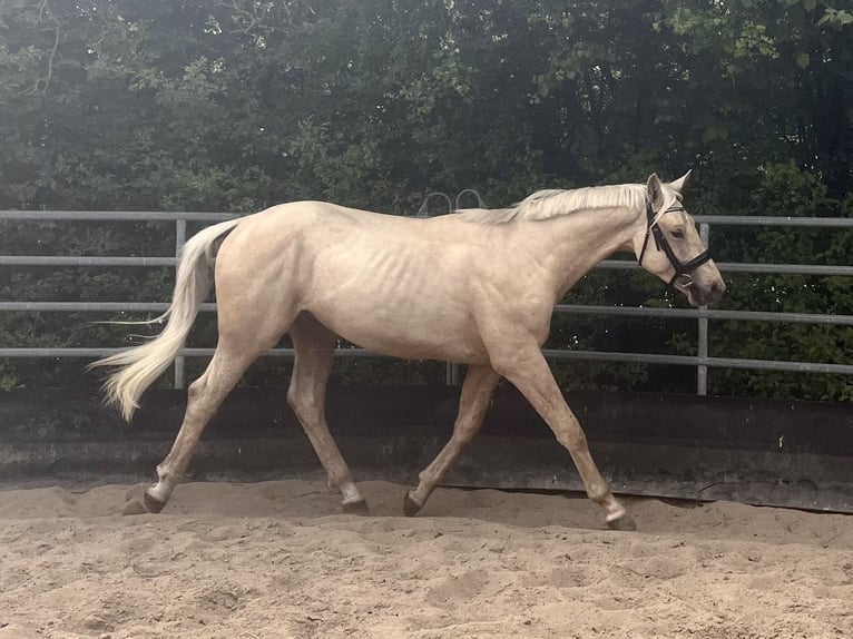 Cheval de sport allemand Étalon 2 Ans 167 cm Palomino in Kleinneudorf