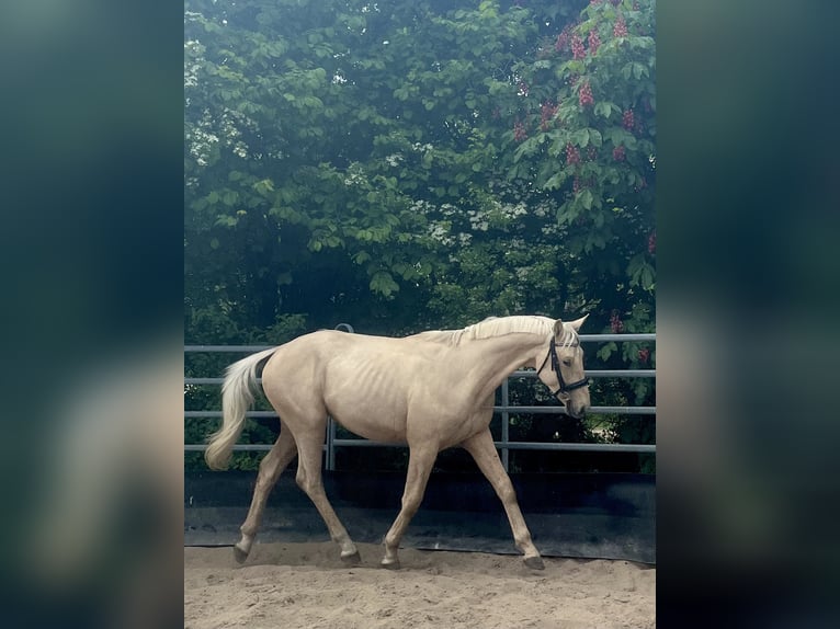 Cheval de sport allemand Étalon 2 Ans 167 cm Palomino in Kleinneudorf