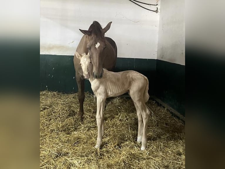 Cheval de sport allemand Étalon 2 Ans 167 cm Palomino in Kleinneudorf