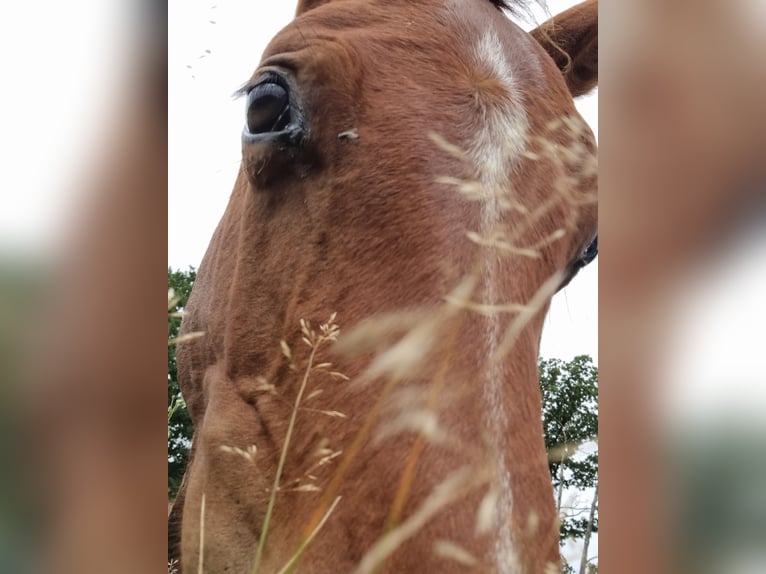 Cheval de sport allemand Étalon 2 Ans 168 cm Bai in Burgstall