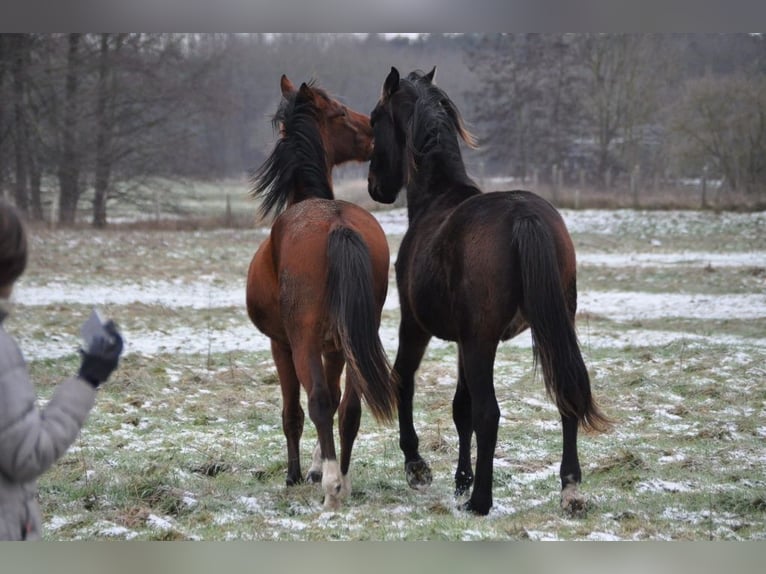 Cheval de sport allemand Étalon 2 Ans 168 cm Bai in Burgstall