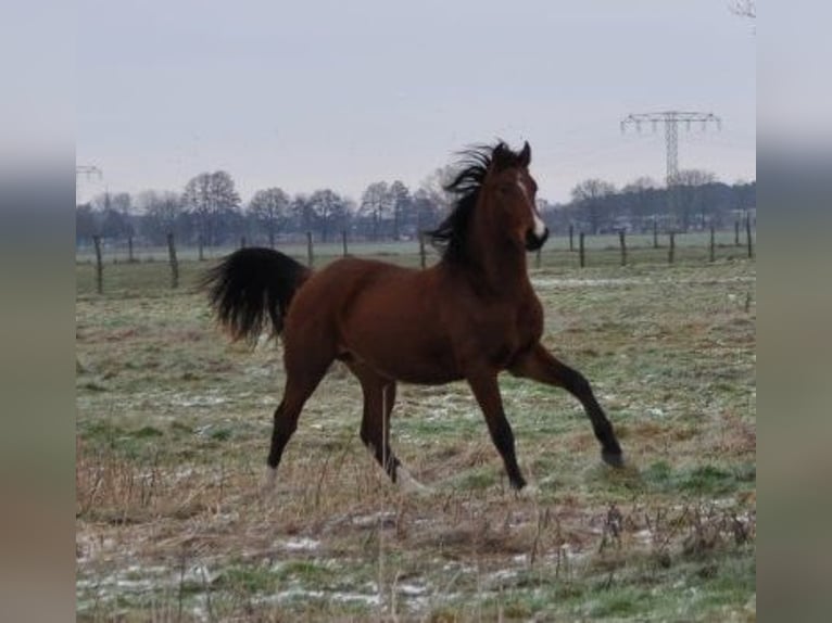 Cheval de sport allemand Étalon 2 Ans 168 cm Bai in Burgstall