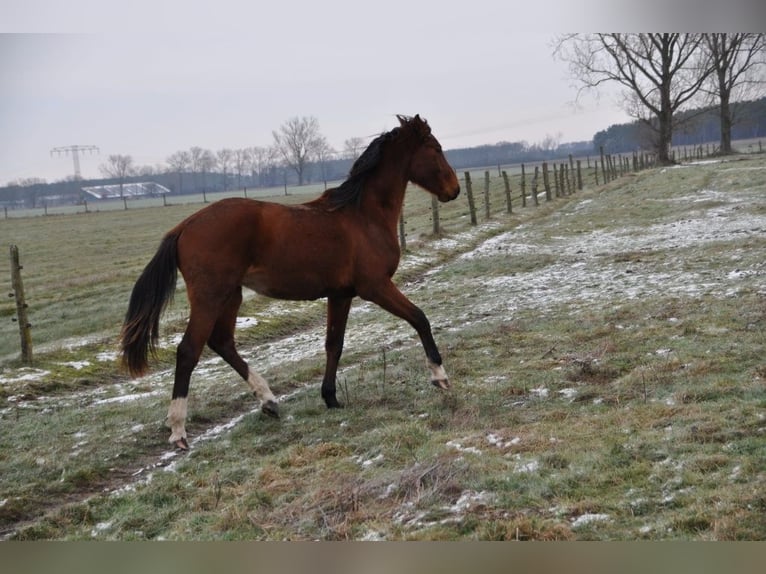 Cheval de sport allemand Étalon 2 Ans 168 cm Bai in Burgstall