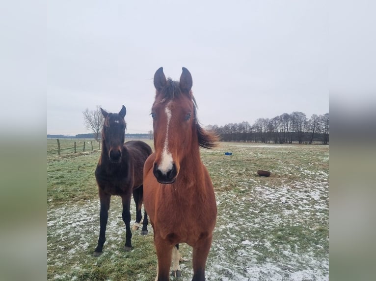 Cheval de sport allemand Étalon 2 Ans 168 cm Bai in Burgstall