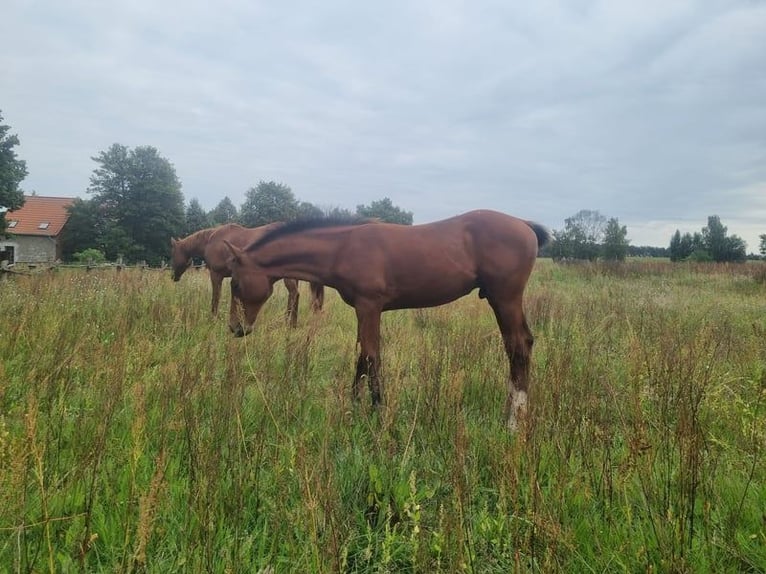 Cheval de sport allemand Étalon 2 Ans 168 cm Bai in Burgstall