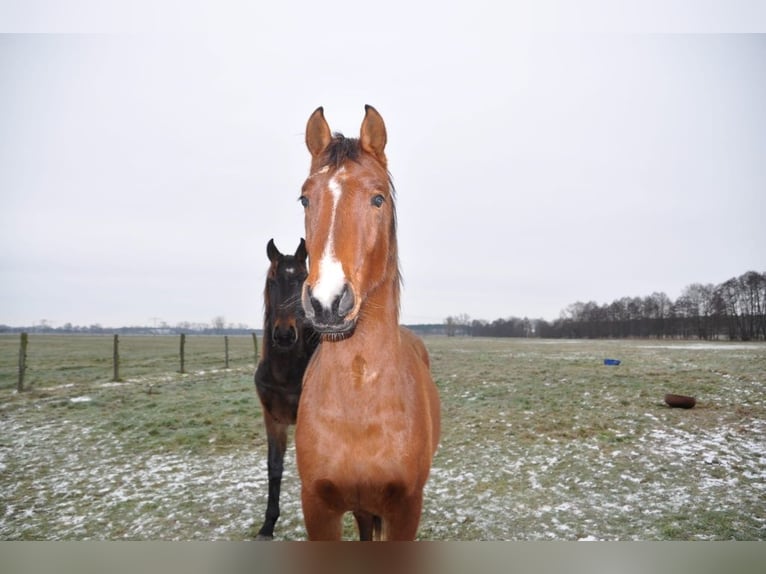 Cheval de sport allemand Étalon 2 Ans 168 cm Bai in Burgstall