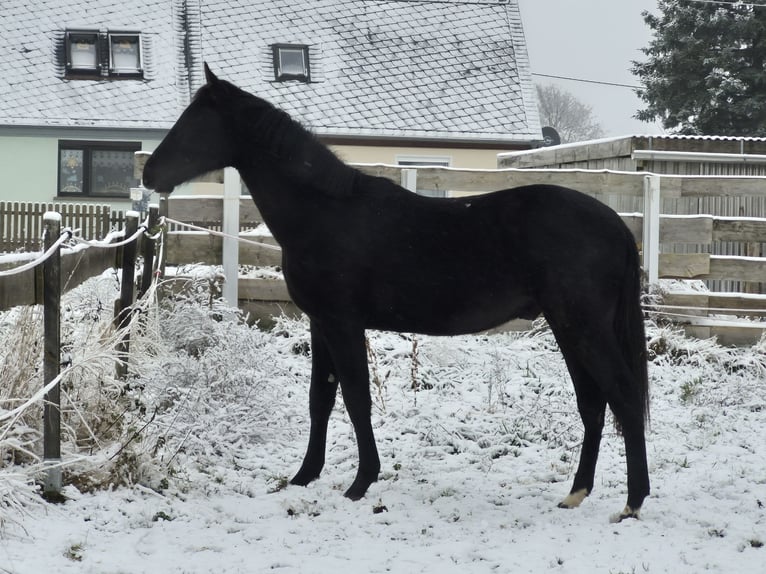 Cheval de sport allemand Étalon 2 Ans 168 cm Noir in Hainichen
