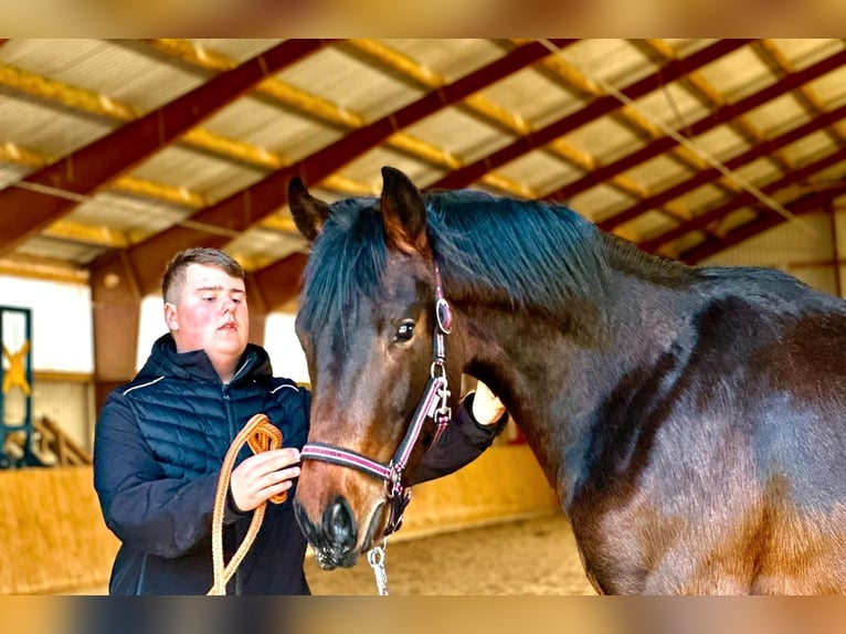 Cheval de sport allemand Étalon 2 Ans 170 cm Bai brun in Gollenberg