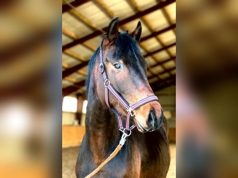 Cheval de sport allemand Étalon 2 Ans 170 cm Bai brun in Gollenberg