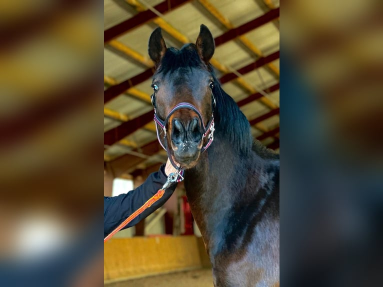 Cheval de sport allemand Étalon 2 Ans 170 cm Bai brun in Gollenberg