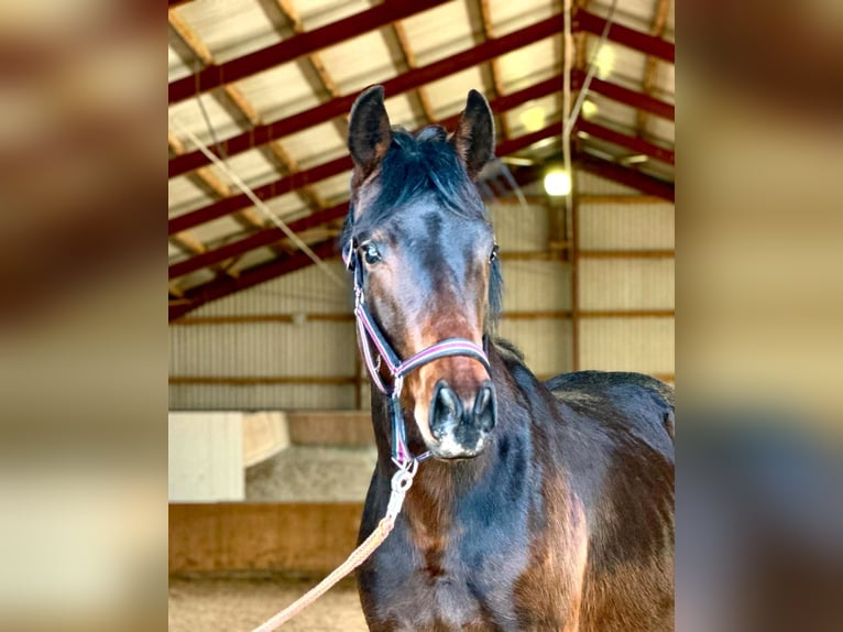 Cheval de sport allemand Étalon 2 Ans 170 cm Bai brun in Gollenberg