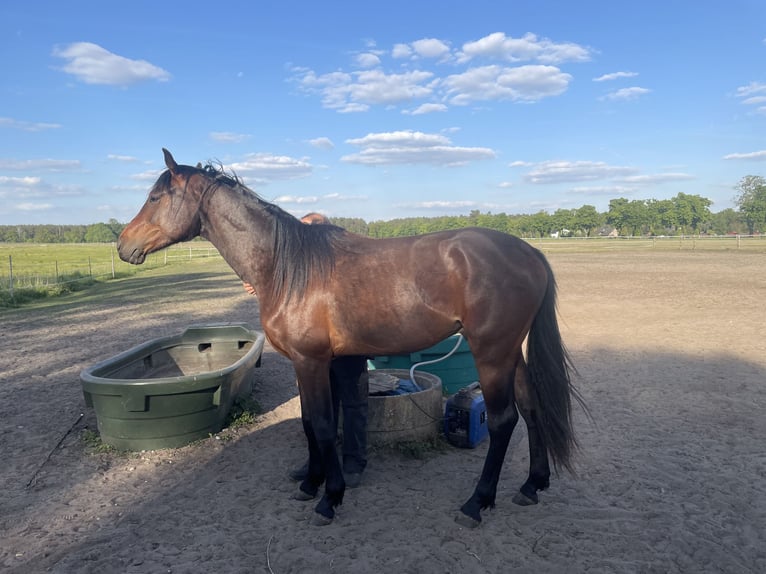 Cheval de sport allemand Étalon 2 Ans 170 cm Bai brun in Löwenberger Land