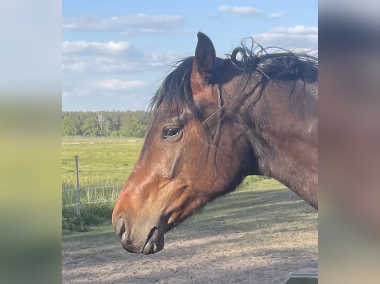 Cheval de sport allemand Étalon 2 Ans 170 cm Bai brun in Löwenberger Land