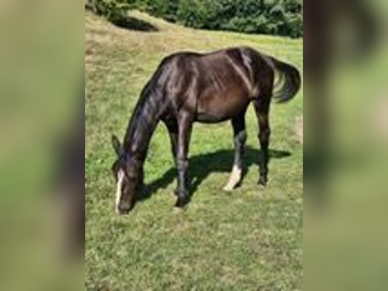 Cheval de sport allemand Étalon 2 Ans 170 cm Bai brun foncé in Dachau