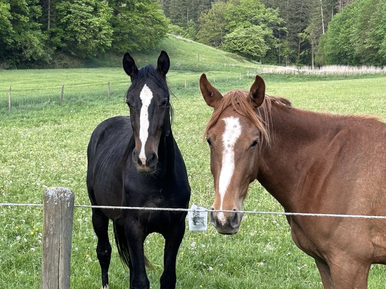 Cheval de sport allemand Étalon 2 Ans 170 cm Bai brun foncé in Dachau