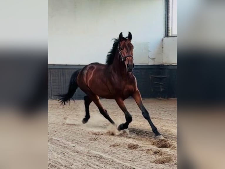 Cheval de sport allemand Étalon 2 Ans 170 cm Bai in Weert