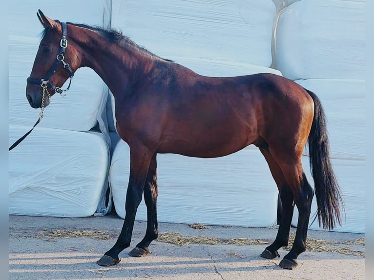 Cheval de sport allemand Étalon 2 Ans 170 cm Bai in Weert