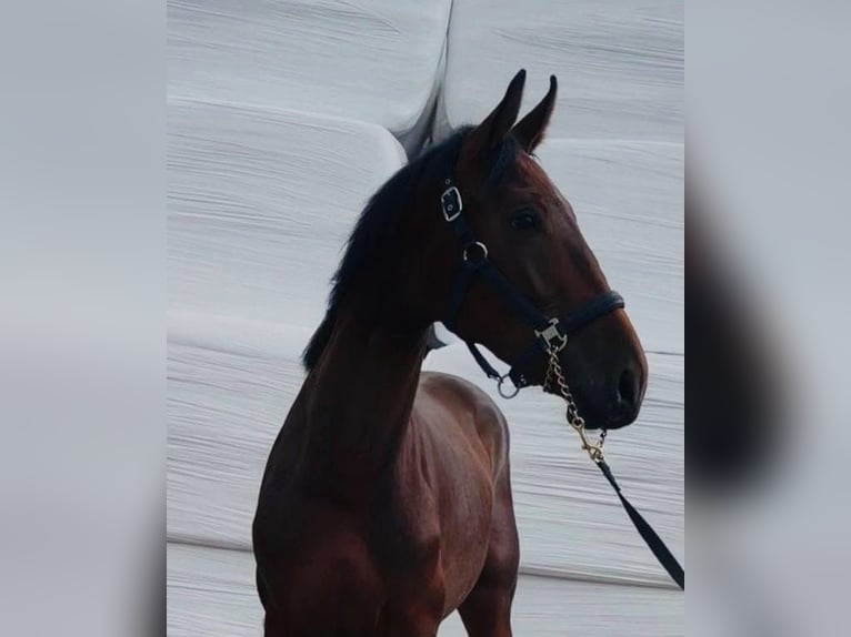 Cheval de sport allemand Étalon 2 Ans 170 cm Bai in Weert