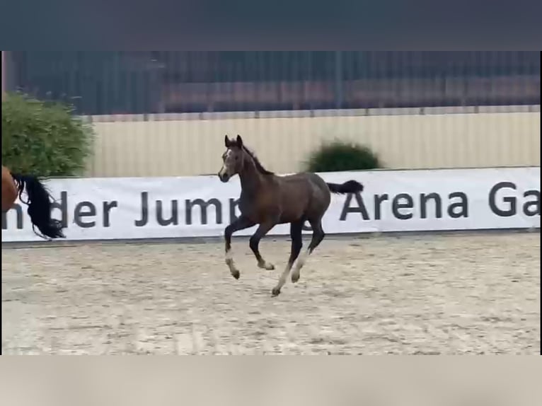 Cheval de sport allemand Étalon 2 Ans 170 cm Gris in Gadow