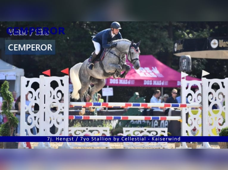 Cheval de sport allemand Étalon 2 Ans 170 cm Gris in Gadow