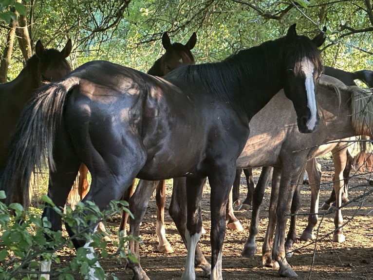Cheval de sport allemand Étalon 2 Ans 170 cm Noir in Tiefenbach