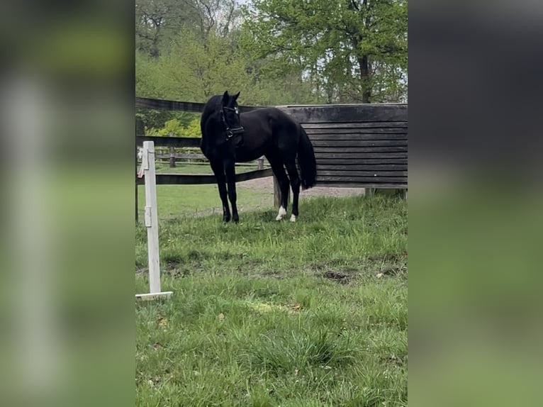 Cheval de sport allemand Étalon 2 Ans 170 cm Noir in Verl