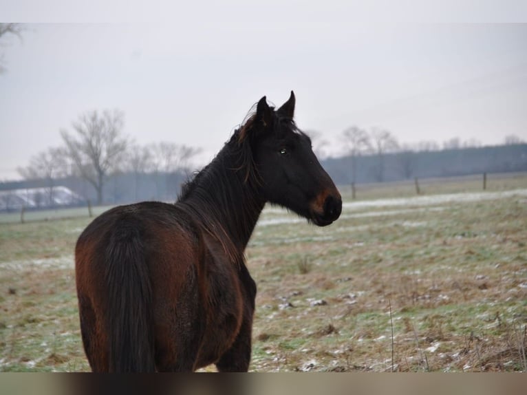 Cheval de sport allemand Étalon 2 Ans 172 cm Bai brun in Burgstall