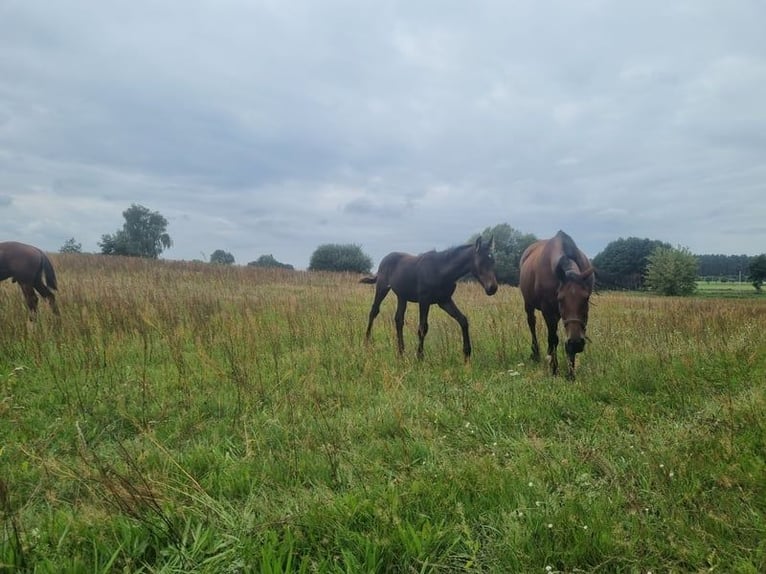 Cheval de sport allemand Étalon 2 Ans 172 cm Bai brun in Burgstall