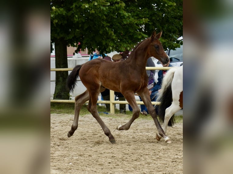Cheval de sport allemand Étalon 2 Ans 174 cm Bai brun foncé in Oberseifersdorf