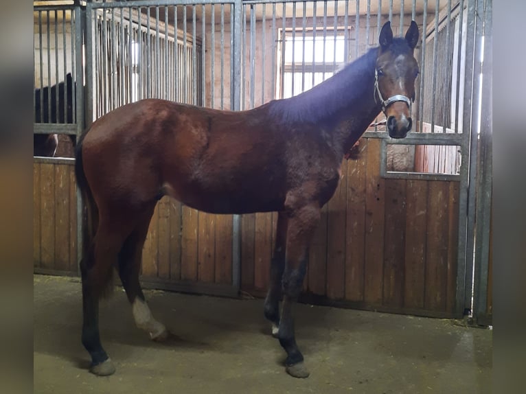 Cheval de sport allemand Étalon 2 Ans 175 cm Bai in Ilmtal-Weinstraße