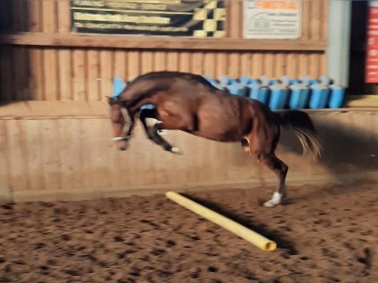 Cheval de sport allemand Étalon 2 Ans 175 cm Bai in Ilmtal-Weinstraße